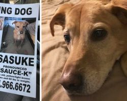 He Brought His Owner Back From A Dark Place, Now This Lost Dog Needs To Be Brought Home