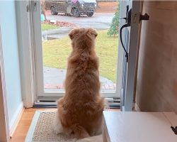 Dog Falls Deeply In Love With The Local Mailmen So Mom Starts Documenting Their Daily Routine
