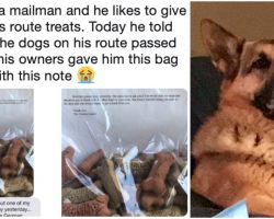 Mailman Gives Treats To Dogs On Route – When 1 Died, Owners Left Him Sweet Note