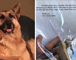 Mailman forges bond with shy dog, left heartbroken when he reads a note from his special friend