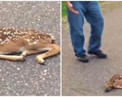 Man Sees Fawn Lying Motionless On The Road, Then Realizes He Needs To Act Fast