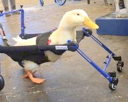 Company Made Wheelchairs For 50,000 Pets, Now Makes First Wheelchair For A Duck