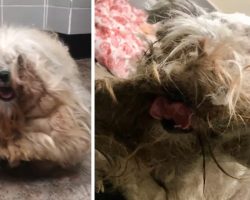 Thoughtless Owner Tried To Kill His Neglected Dogs, So These Saviors Stepped Up