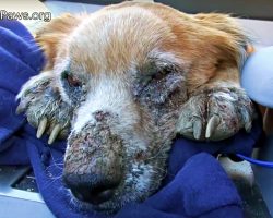 Ailing Homeless Dog Closed His Eyes, Knowing He Was Finally Safe For First Time