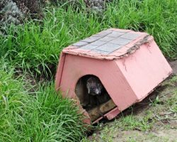 Dog Sat In Her Doghouse Dumped On Side Of Road, Hoping Someone Would Notice Her