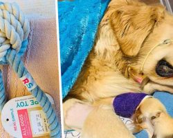 Pet Owner’s Heartbreaking Warning About Rope Toys After Dog Tragically Dies