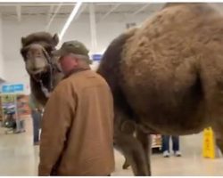 Man Tests PetSmart’s ‘All Leashed Pets Are Welcome’ And Brings A Camel