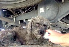 Terrified dog refuses to be rescued, then they see she’s hiding something behind her back