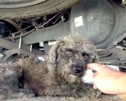 Rescuer Held the Paw of this Stray Dog and Asked Her to Help