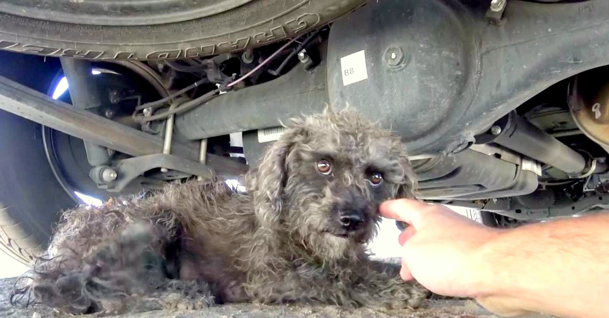 Terrified dog refuses to be rescued, then they see she’s hiding something behind her back