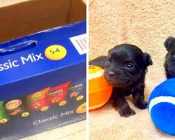 Two Tiny Puppies Found Dumped In A Chips Box In Trash, Police Looking For Info