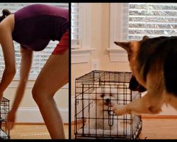 When Her Puppy Kept Escaping, She Set Up A Camera, And The Footage Is Adorable