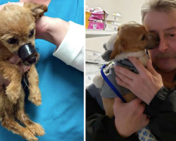 Puppy found in ditch with muzzle taped shut thanks the man who saved him