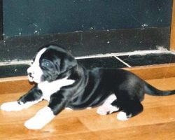 Couple Who Adopts A Tiny Shelter Puppy Realizes They’ve Brought Home Something Else Entirely