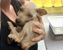 Relieved Homeless Puppy Clings To His Rescuer When He Knows He’s Finally Safe