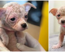 Tiniest Bald Puppy Shows Up At Shelter Only Wanting One Thing– To Be Loved