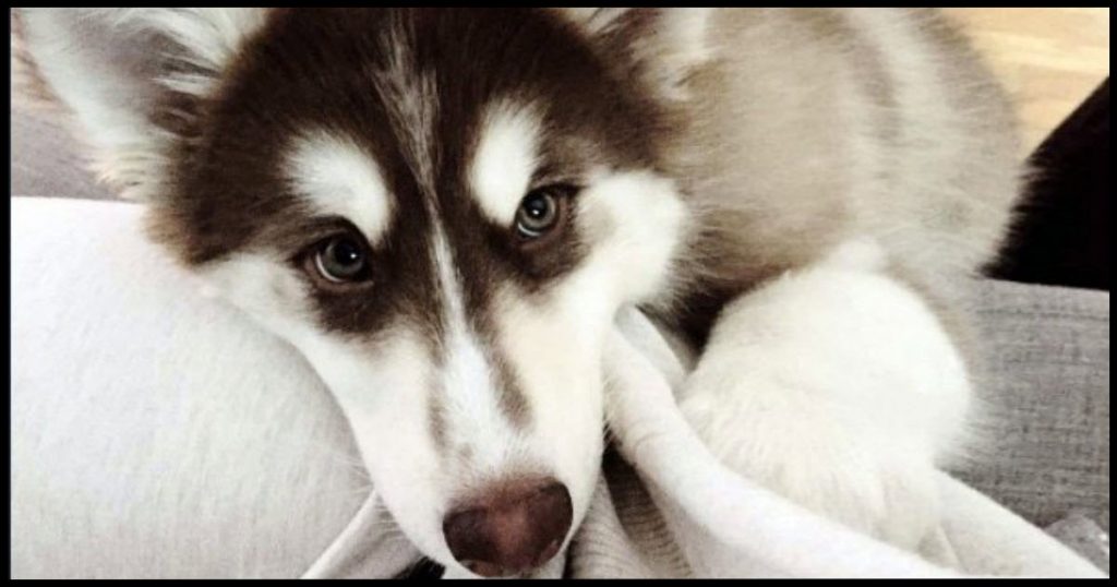 8 Different Ways To Say I Love You In Dog Language