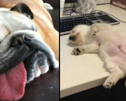 24 Puppies Who Are Too Tired To Move, So They’ll Sleep Right Here