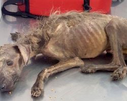 Starving dog dumped on streets & left to die, woman fights all odds to save him