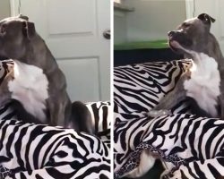Pet Owners Managed To Film Pit Bull’s Humanlike Response To A Song On The Radio