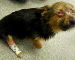Teens break dog’s legs and set him on fire, but he survives and still loves humans