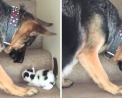 Dog Sees Tiny Kitten Struggling To Climb Stairs, And He Just Can’t Help Himself