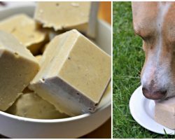 3 Ingredient Healthy Dog Treats Will Keep Your Pup Happy