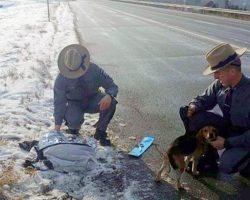 Truck Driver Sees Dogs Thrown From Window On Highway, Pulls Over To Save Them