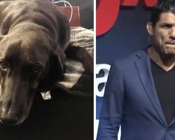 UFC Champion Ties Family Dog To Truck In Airport Parking Lot And Leaves Her For Dead