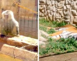 Zoo Closed After Complains Of Animal Neglect, The Animals Are Left Abandoned