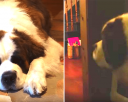 A Neglected 130-Pound Shelter Dog Finally Steps Into A Home For The First Time In His Life