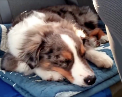 Puppy’s Sleeping In The Car When His Favorite Song Comes On The Radio