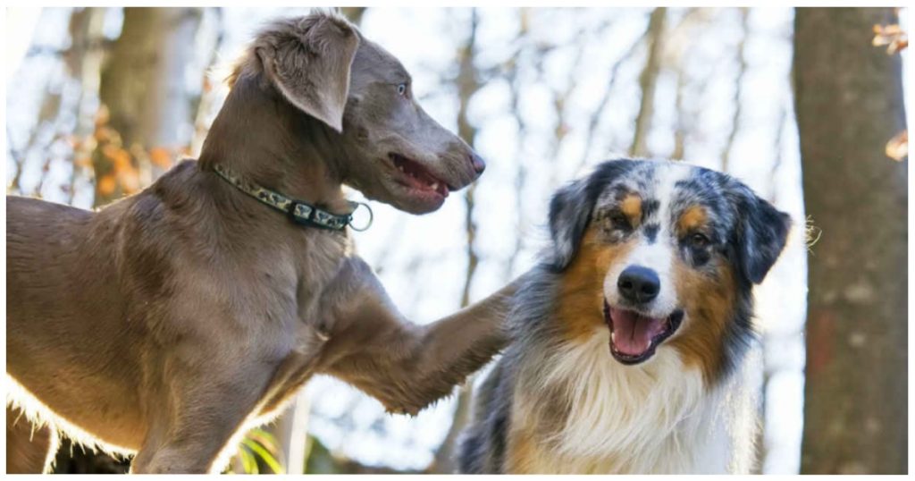 10 Fast Facts Before Adding A Second Dog To The Pack