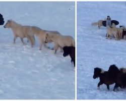 Boy Goes Sledding And Miniature Horses Join The Fun