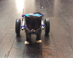 Miracle Kitten Somehow Survives — Now He Takes His First Steps In His Wheelchair