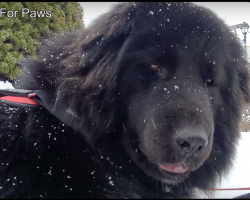 Rescuers Save Homeless Newfoundland, And Now He Has A Career Spreading Smiles