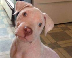 Puppy Rescued From Abusive Home Finally Adopted, Has The Best Reaction To Meeting New Owner