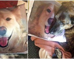He Wept Every Night For His Brother So They Got Him A Pillow With His Face On It