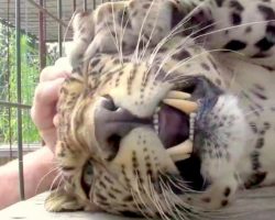 Abused Leopard Was Napping In His Cage, Is Startled When A Hand Approaches Him