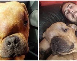 Man Adopts Dog With Cancer So He Can Experience A Loving Home In His Final Days