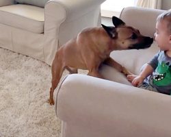 One Whiff Of Her Favorite Baby Sends Dog Into The Silliest Happy Dance