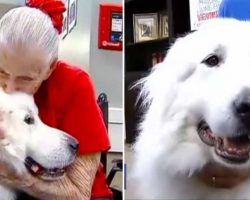 106-Pound ‘Gentle Giant’ Spends His Days Comforting The Residents At Texas Nursing Home