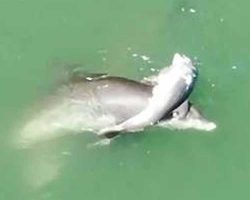 The Heartbreaking Moment A Grieving Mother Dolphin Won’t Stop Carrying Her Baby’s Body