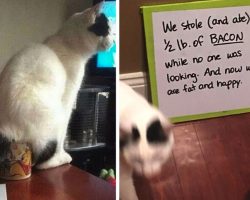 19 Jerk Cats Who Don’t Feel Bad At All For The Way That They Are