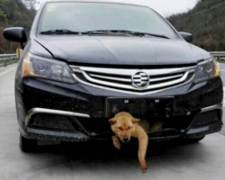 200 Miles Into The Trip, He Hears Barking Coming From The Front Of His Car