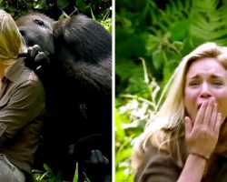 6-Years After Raising Wild Gorilla He Introduces His Wife, Despite Warnings, She Gets Too Close