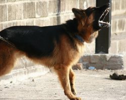 According To Science, Dogs Naturally Know A Bad Person When They See One