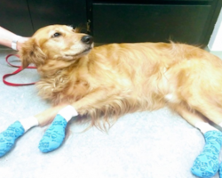 Vet Issues Warning After Treating Dogs For Severely Burned Paws
