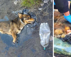 A Little Dog Trapped In Tar Kept On Barking Until Someone Heard Him