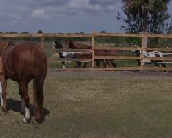 An Entire Herd Rushed Up To Paddock To See Rare 2-Day Old WAR HORSE